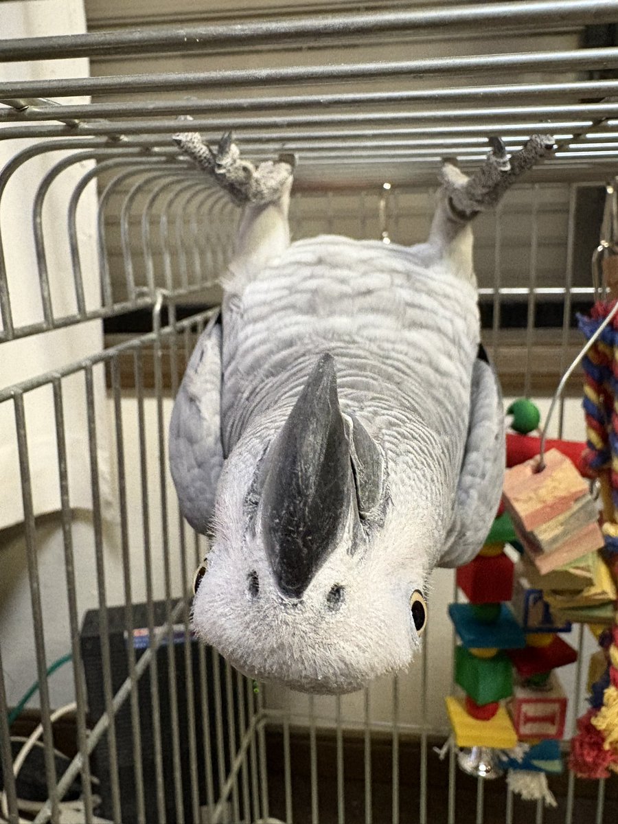 あられ3/31で4歳に👏
コウモリになってる🦇🦇笑