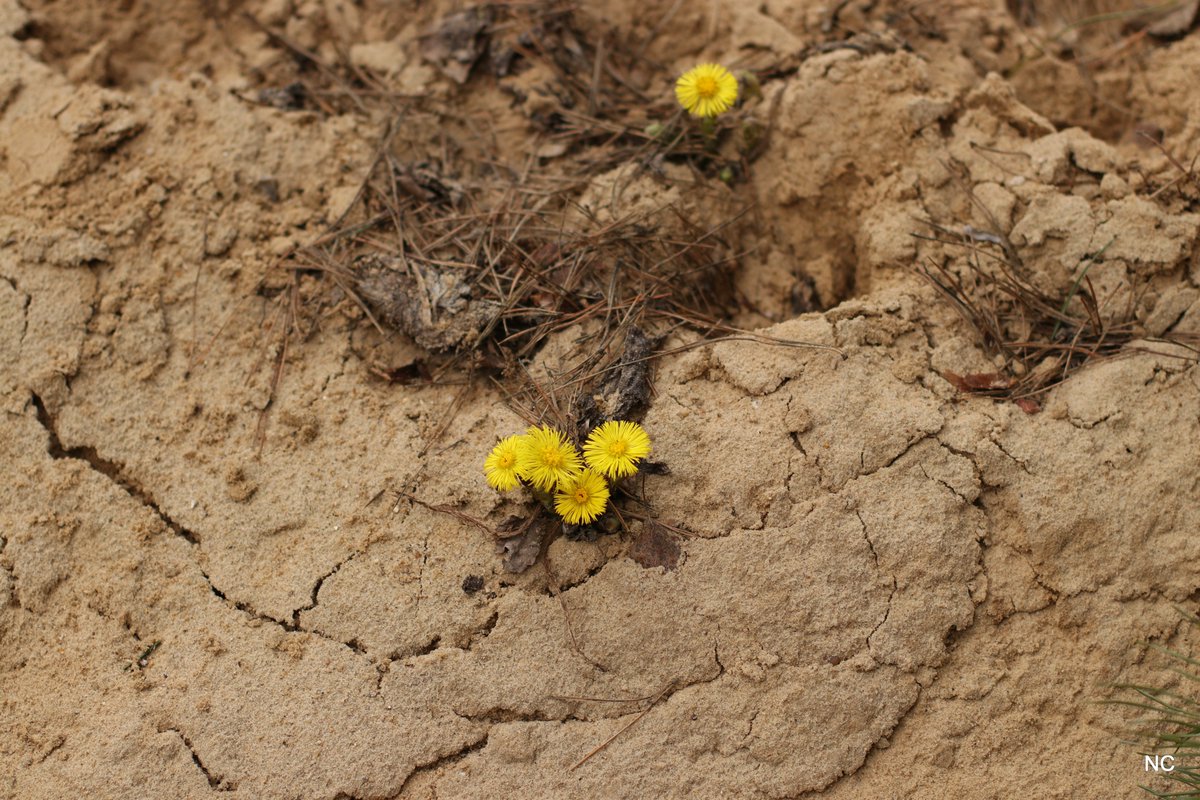 CherryNonFren's tweet photo. Start up anew.

#Canon  #50mm #flowers #spring https://t.co/7r5pccRul7