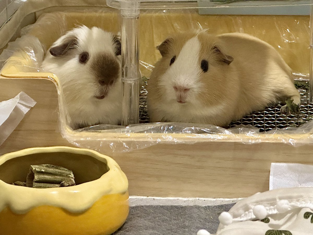 ²⁰241212｜기니들의 새집

#기니피그 #guinea_pig  #モルモット