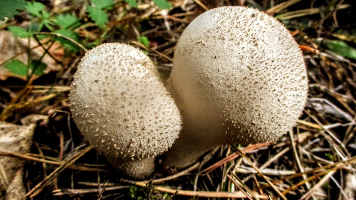 Firstonx's tweet photo. #puffballs #fungi #mushrooms #photography https://t.co/Pjmoh6YiiH