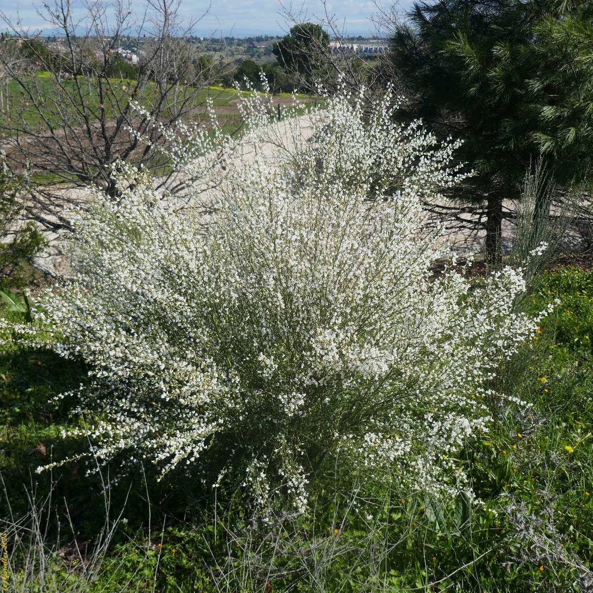 Cytisus multiflorus - Escoba blanca. 

Parque Forestal de Valdebebas - Felipe VI. Madrid, España. Marzo de 2025.

#garcellor #cytisusmultiflorus #escobablanca #floresdeprimavera #florademadrid
