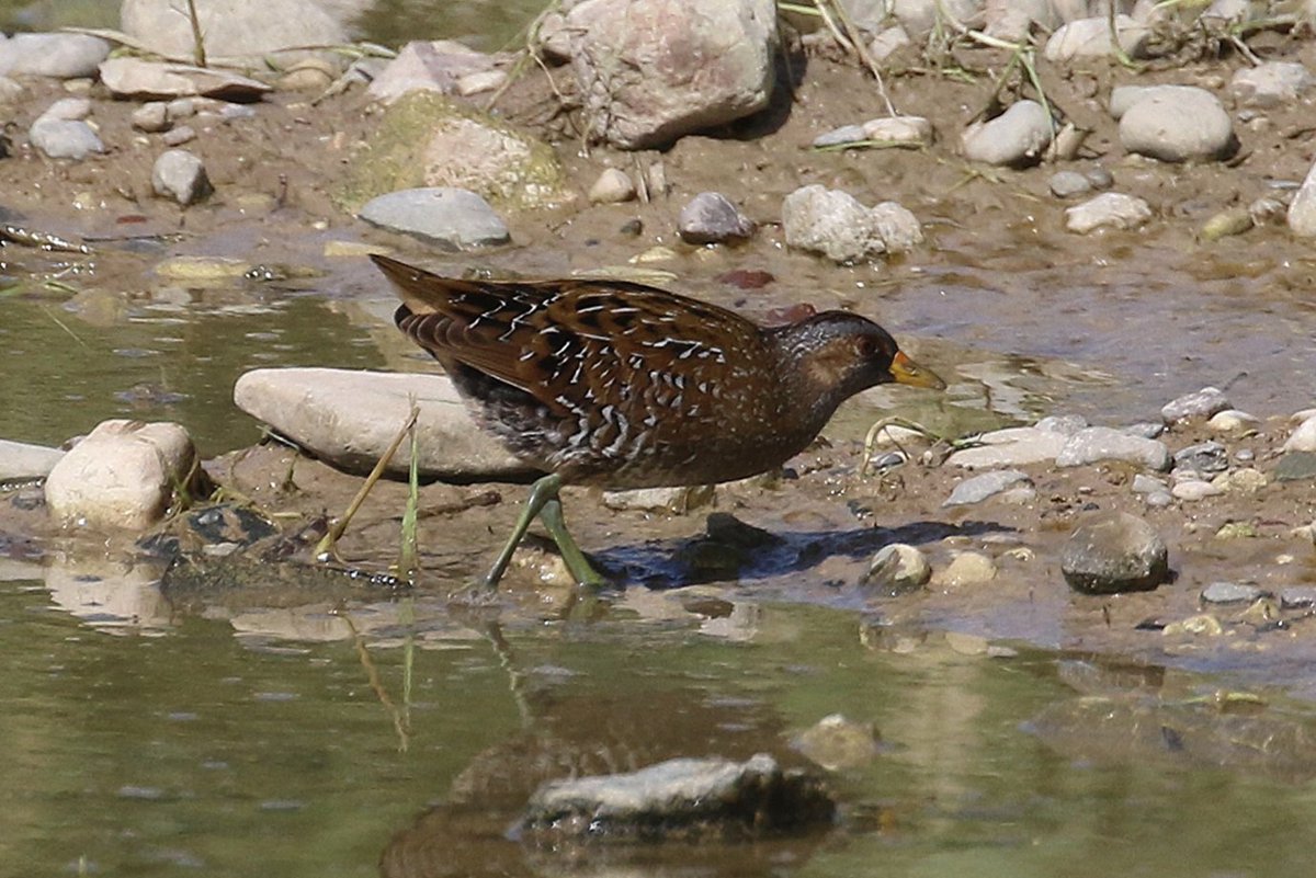 Little and Spotted Crake from Agia Varvara today. <a href="/birdsaroundcy/">BirdsAroundCyprus</a>  Cyprus.