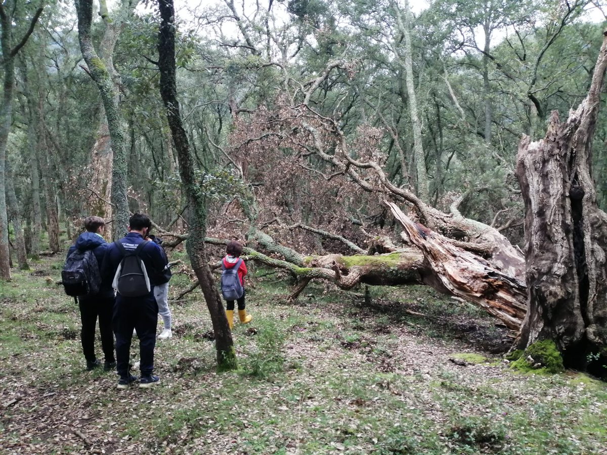 🌳 🚨 We did it! “Alessandro Filosi” Institute students planted resistant oaks in San Vito’s cork oak forest  with Monti Ausoni Park! 🔍 Mission: Fight Phytophthora cinnamomi via #LIFEFagesos Project.🌱 Next: April planting with Park staff. Follow us for updates!
#LIFEAmplifiers