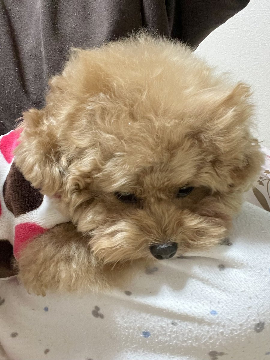 3dogsPfb's tweet photo. 毛のクセつよっ
#猫耳な犬 https://t.co/9QRCtdBWFT