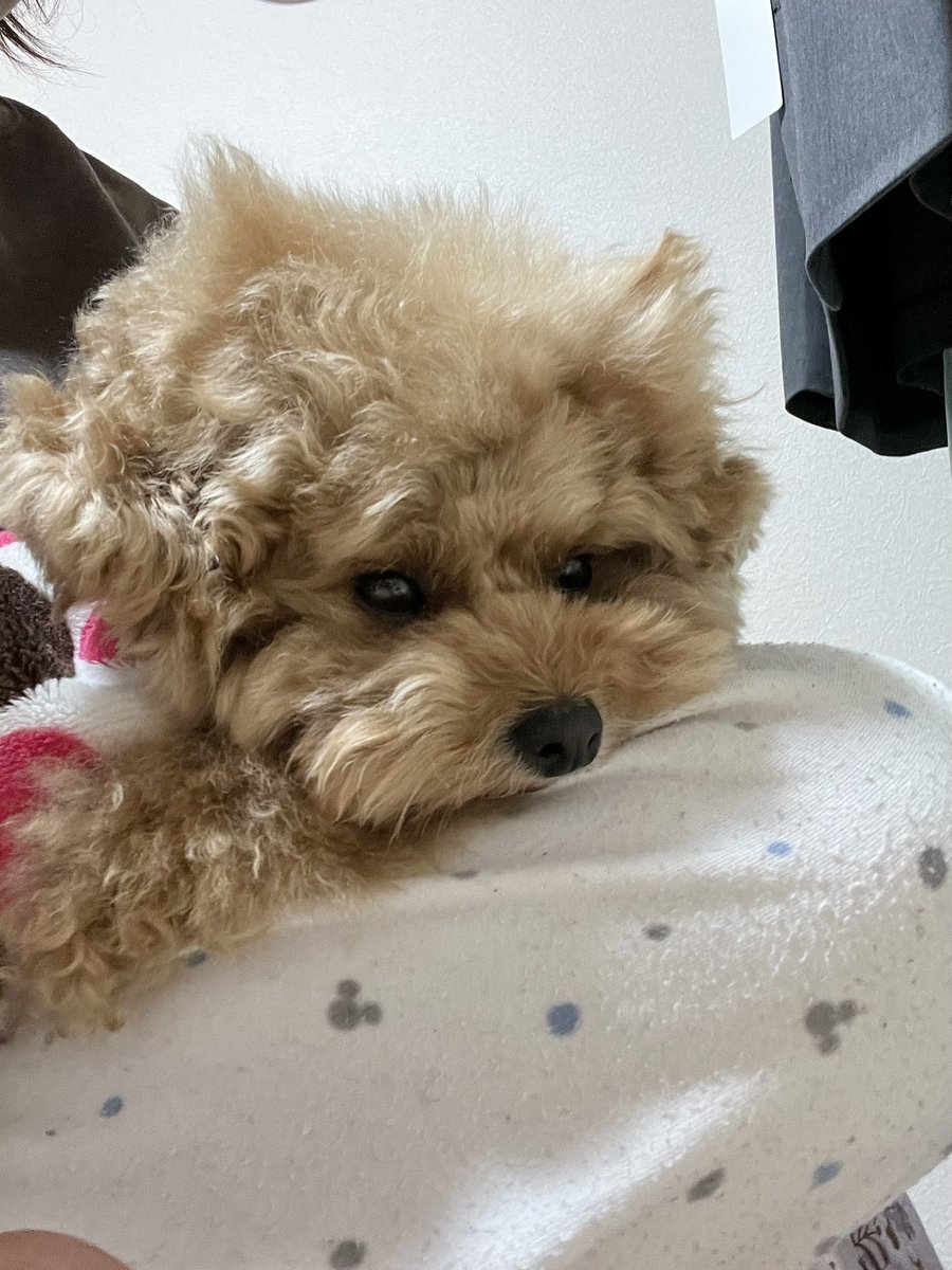 3dogsPfb's tweet photo. 毛のクセつよっ
#猫耳な犬 https://t.co/9QRCtdBWFT