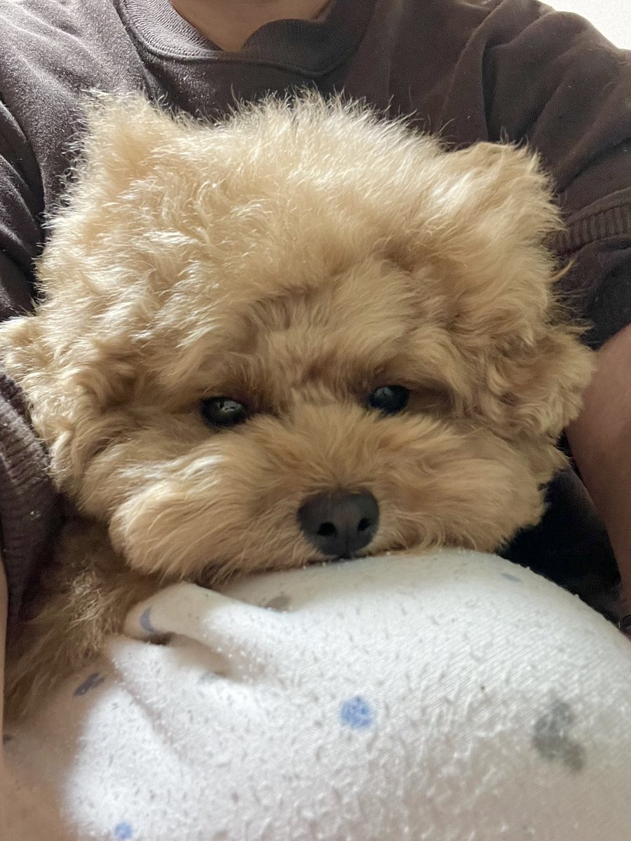 3dogsPfb's tweet photo. 毛のクセつよっ
#猫耳な犬 https://t.co/9QRCtdBWFT