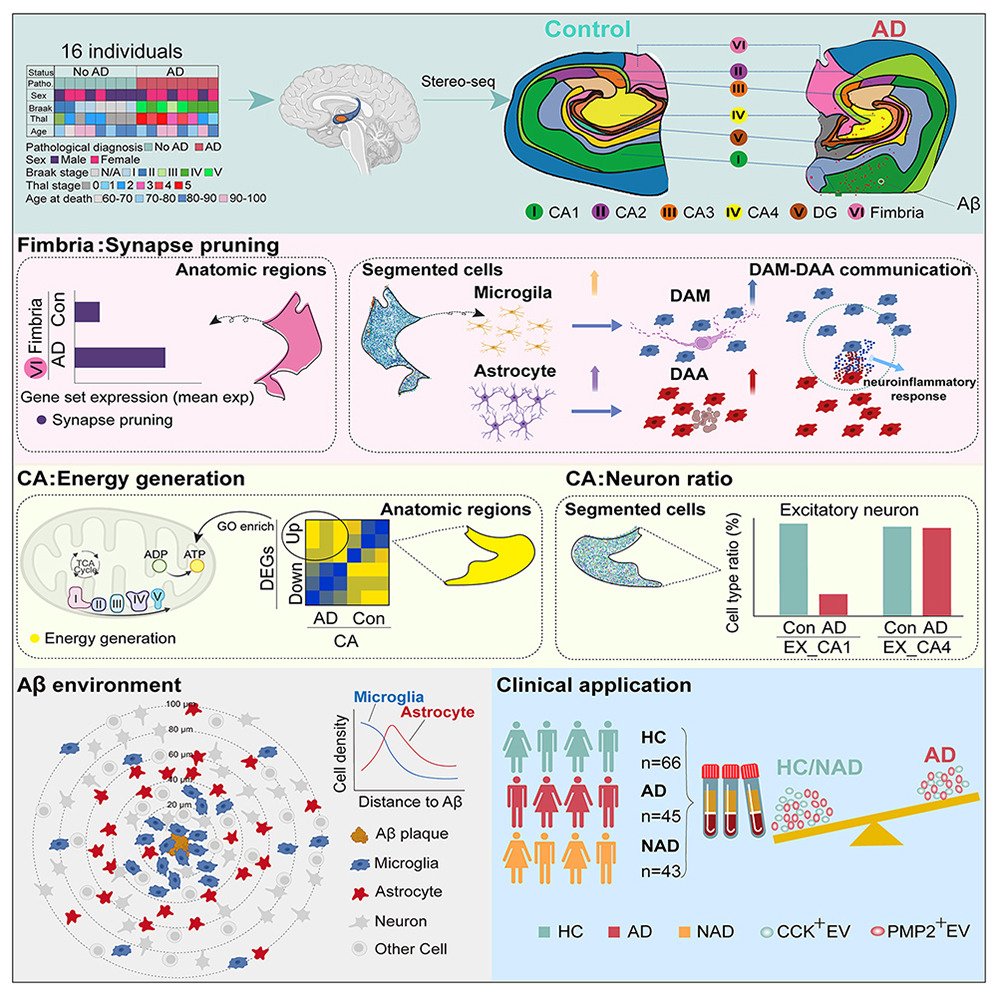 Molecular pathways and diagnosis in spatially resolved Alzheimer’s hippocampal atlas: <a href="/NeuroCellPress/">Neuron</a>  cell.com/neuron/fulltex…