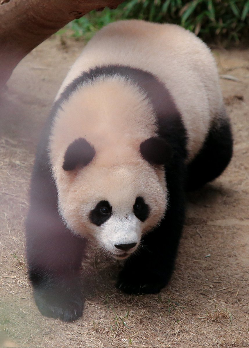 𝗙𝗢𝗖𝗨𝗦 𝗢𝗡 tweet media