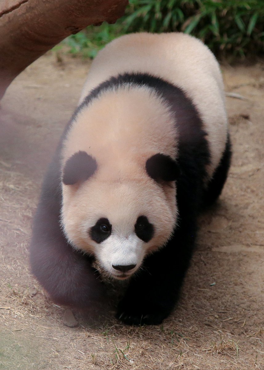 𝗙𝗢𝗖𝗨𝗦 𝗢𝗡 tweet media