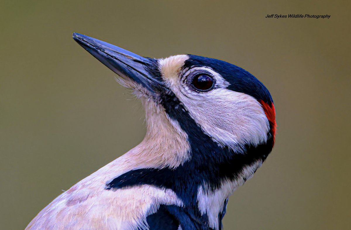 Up close and personal with this beautiful Male Great Spotted Woodpecker <a href="/rspb/">rspb</a> if you like him them give him a retweet.