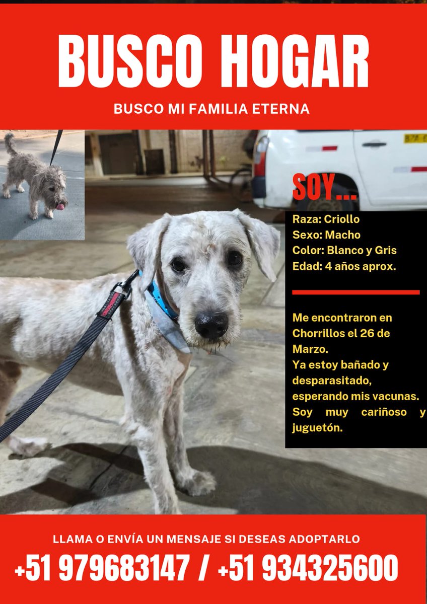 danegamez's tweet photo. Un RT para ayudar a este perrito a encontrar una familia para siempre 💓 https://t.co/DciNNQhv2V