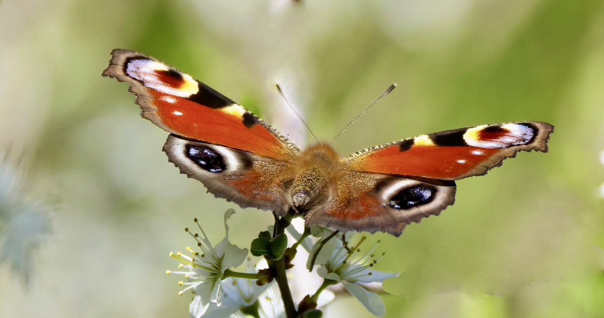 Lovely spring day <a href="/TCVStaveHill/">TCVStaveHill</a>.  Chiffchaff and Blackcap in full song, Great Spotted Woodpecker drumming and beautiful Peacock Butterly  fluttering amongst the Blackthorn blossom.