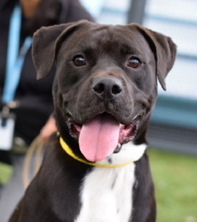 💔Benny💔
▪️KILL COMMAND ❗️
▪️Has til 2pm 2day❗️
 
 #NYCACC 208893 1y

Precious baby's💔, overwhelmed, in scary shelter.
Magnificent, gorgeous puppy w shining eyes.
Deserves loving, N.East #Foster, 2 decompress + learn treasures won't be stolen.

DM <a href="/CathyPolicky/">Cathy Policky</a>
Pls #pledge