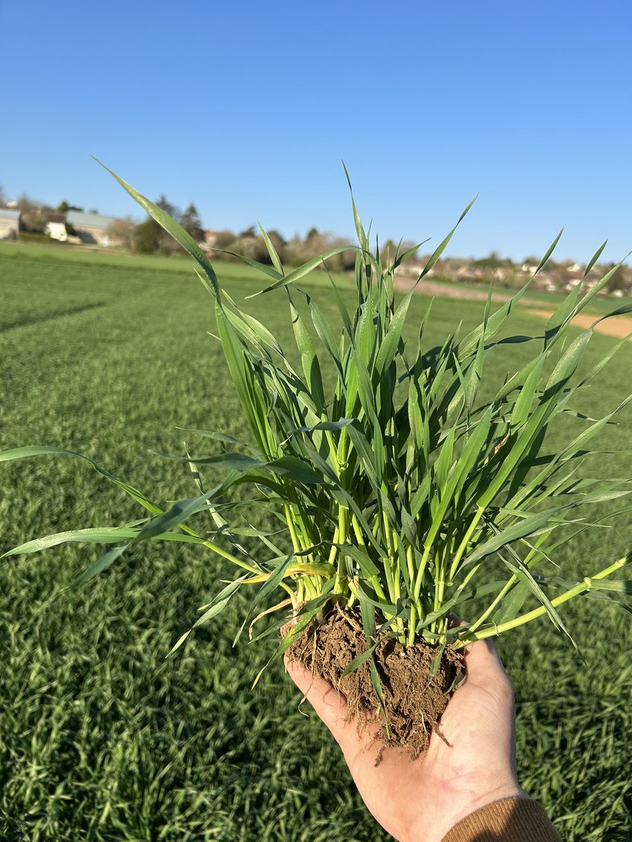 Les futures 🍺 #opa se portent bien 👍🏼