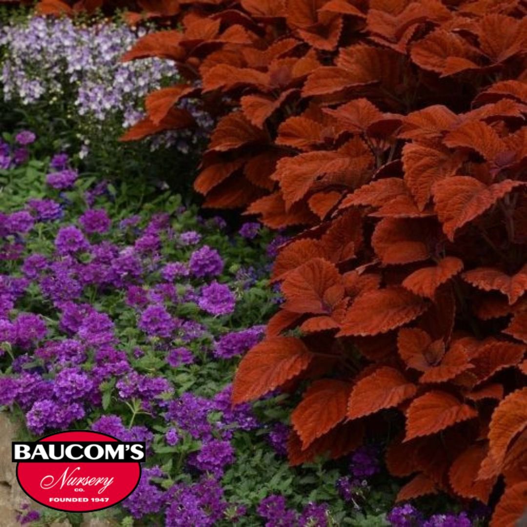 Available Now!
Southern Living Plant Collection Verbena EnduraScape Red and Purple

Visit us at baucomsnursery.com for all your WHOLESALE ONLY needs. 

#verbena #palm #azalea #fuschia #rosemary #tree #hangingbaskets #plant #tropical #shrub #roses #crapemyrtle #baucomsnursery