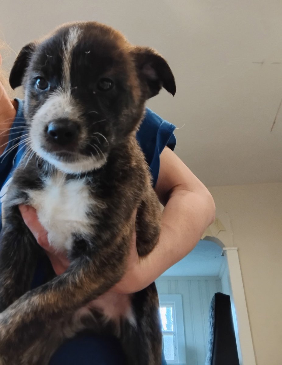 DOCMCPUFFINS420's tweet image. I’m getting a puppy after work today!!! 🥰 I’m thinking of naming him ‘Marshall Mellow’ but I’m taking suggestions if anyone has any!! #puppymom #stonerfam #dabrangers #furbaby