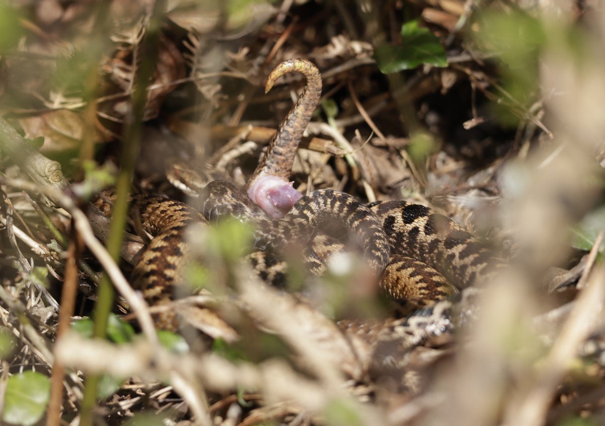 David Bailey (@davidbaileywild) on Twitter photo Adders mating <a href="/DrJonesWales/">Dr Rhys Jones</a> <a href="/Welshsquirrels/">Dr Craig Shuttleworth</a> <a href="/DrKathWalker/">Katharine Walker</a> <a href="/beaverafanc/">Welsh Beaver Project</a> <a href="/theAliceRoberts/">Prof Alice Robertsπ</a> <a href="/newsynicola/">Nicola Goodwin ποΈπΊππββοΈπ</a> <a href="/APPGTrophyHunt/">APPG on Banning Trophy Hunting</a> <a href="/vickimichelle/">Vicki Michelle MBE π</a> <a href="/PeterEgan6/">Peter Egan</a> <a href="/WildByrne/">James Byrne</a> <a href="/DorsetWildlife/">Dorset Wildlife Trust</a> <a href="/PinemartensUK/">Stuart Edmunds</a> <a href="/springmeister/">jenny seagrove πππ</a> <a href="/marcthevet/">Marc Abraham OBE</a> Adders mating <a href="/DrJonesWales/">Dr Rhys Jones</a> <a href="/Welshsquirrels/">Dr Craig Shuttleworth</a> <a href="/DrKathWalker/">Katharine Walker</a> <a href="/beaverafanc/">Welsh Beaver Project</a> <a href="/theAliceRoberts/">Prof Alice Robertsπ</a> <a href="/newsynicola/">Nicola Goodwin ποΈπΊππββοΈπ</a> <a href="/APPGTrophyHunt/">APPG on Banning Trophy Hunting</a> <a href="/vickimichelle/">Vicki Michelle MBE π</a> <a href="/PeterEgan6/">Peter Egan</a> <a href="/WildByrne/">James Byrne</a> <a href="/DorsetWildlife/">Dorset Wildlife Trust</a> <a href="/PinemartensUK/">Stuart Edmunds</a> <a href="/springmeister/">jenny seagrove πππ</a> <a href="/marcthevet/">Marc Abraham OBE</a>