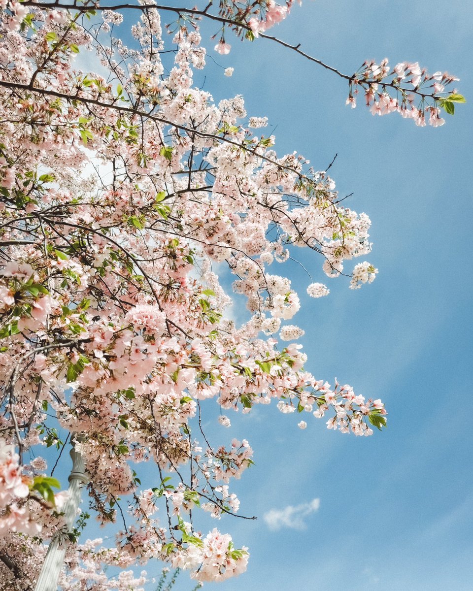 The world reborn in soft, spring light. #spring