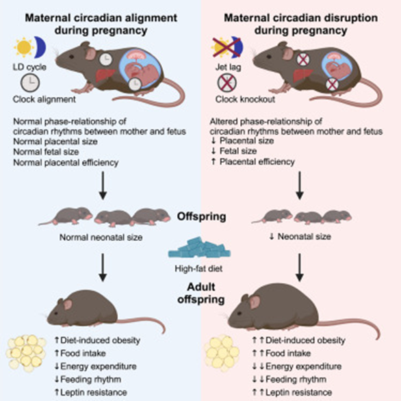 🕒✨ Can a mother's internal clock shape her baby’s future health? New research shows that circadian rhythm disruptions during pregnancy can rewire metabolism in lasting, powerful ways.

mtbln.co/zrv5pl

#Metabolomics #CircadianRhythms