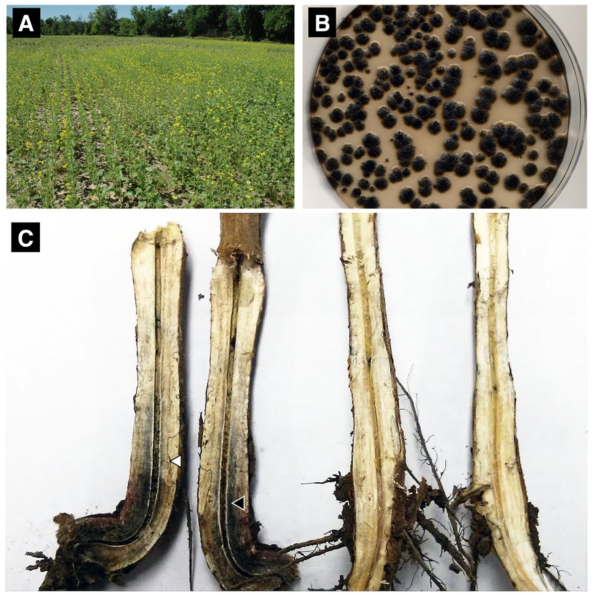 Plant Health Progress (@planthealthprog) on Twitter photo Gretchen Sassenrath et al. assessed the efficacy of preseason mustard cover crops, a chemical fungicide seed treatment, a combination of both, and a nontreated control in a set of varieties that ranged in maturity for managing charcoal rot. <a href="/KSUPlantDr/">K-State Department of Plant Pathology</a> doi.org/10.1094/PHP-05… Gretchen Sassenrath et al. assessed the efficacy of preseason mustard cover crops, a chemical fungicide seed treatment, a combination of both, and a nontreated control in a set of varieties that ranged in maturity for managing charcoal rot. <a href="/KSUPlantDr/">K-State Department of Plant Pathology</a> doi.org/10.1094/PHP-05…