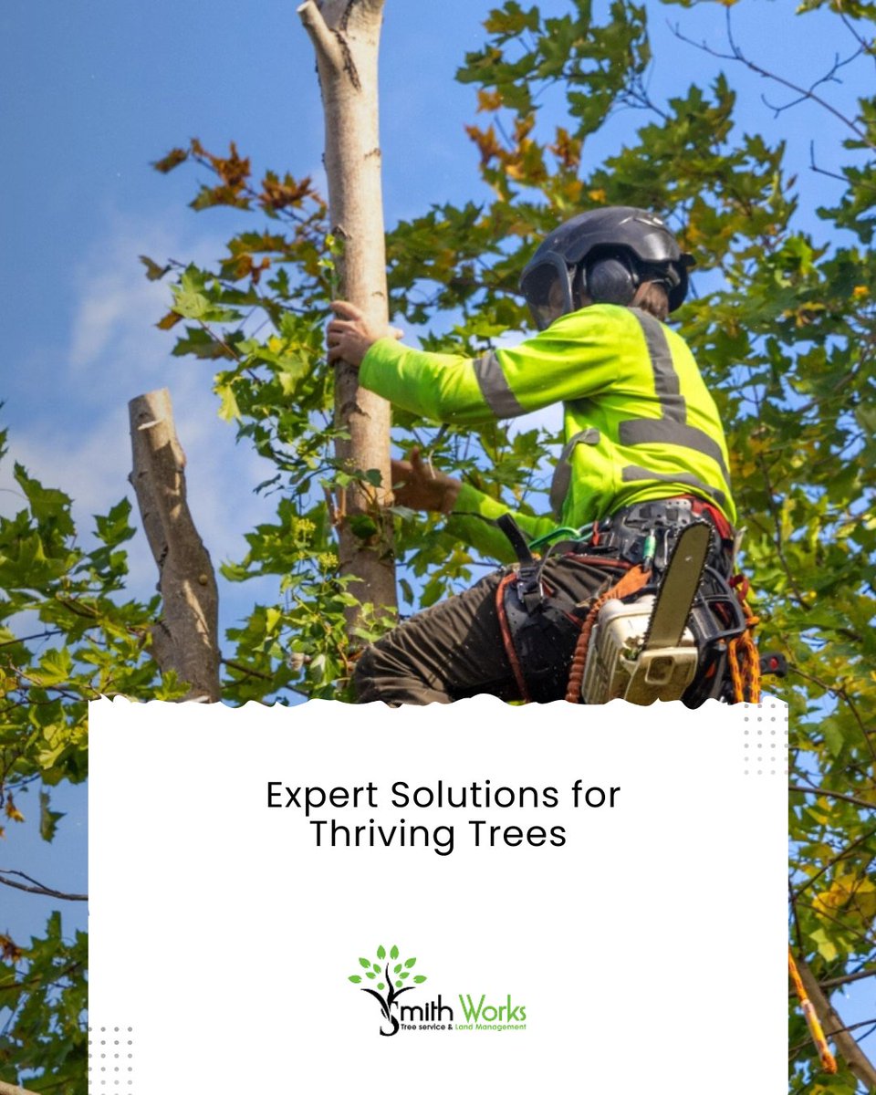 SmithWorksTree's tweet image. 🌟 Your trees deserve the best care to shine all year round!

Discover more about our services and how we can help by visiting smithworkstreeservicenashvilletn.com 🌱

#TreeSolutions #ArboristExpertise #HealthyLandscape #TreeCarePro #VibrantTrees #TreeMaintenance