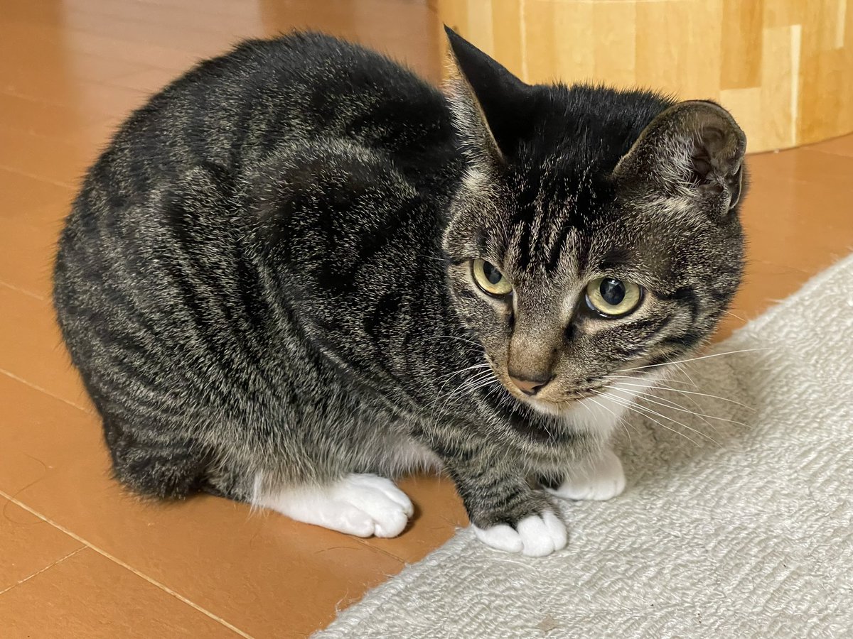 ツンデレ　チコちゃん tweet media