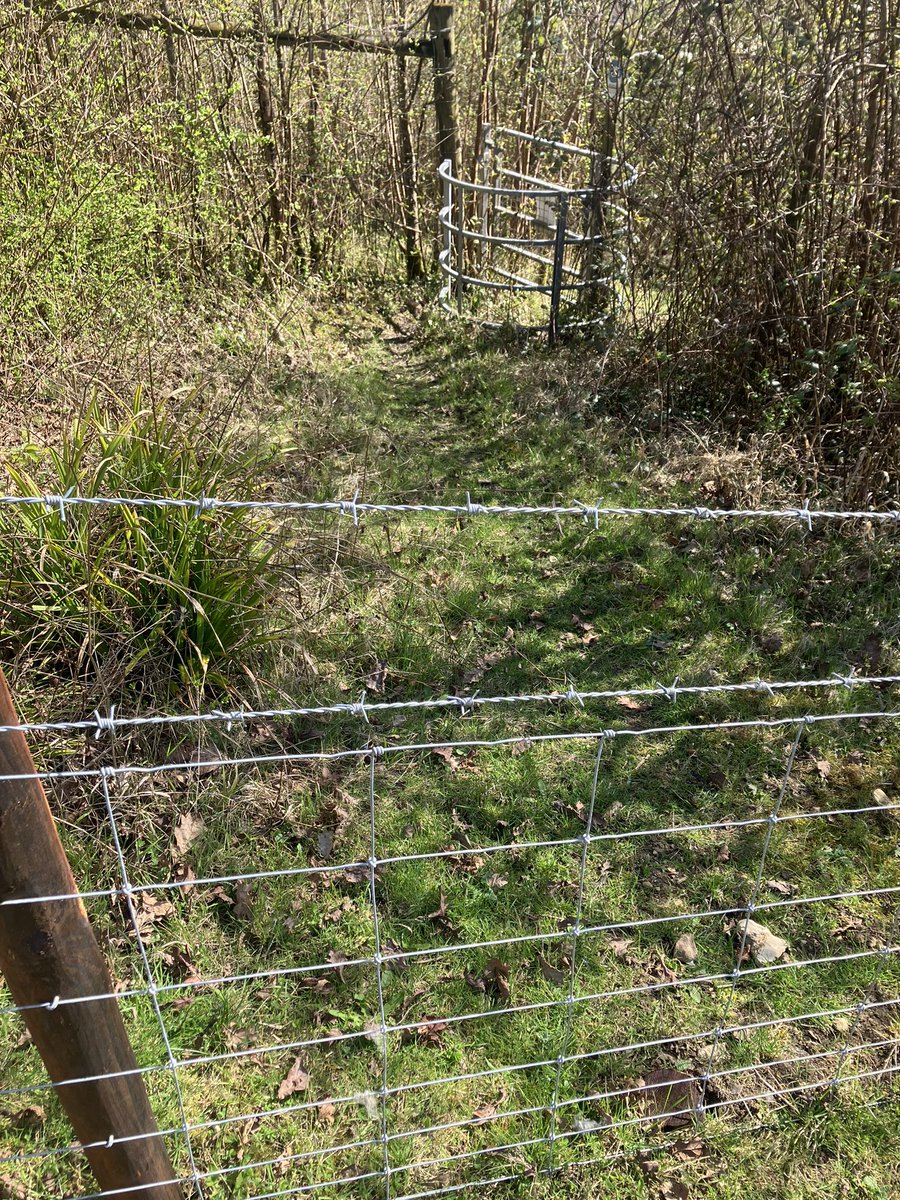 Danica Priest🦇🦎🦇🦎🍃💚🍃 tweet media