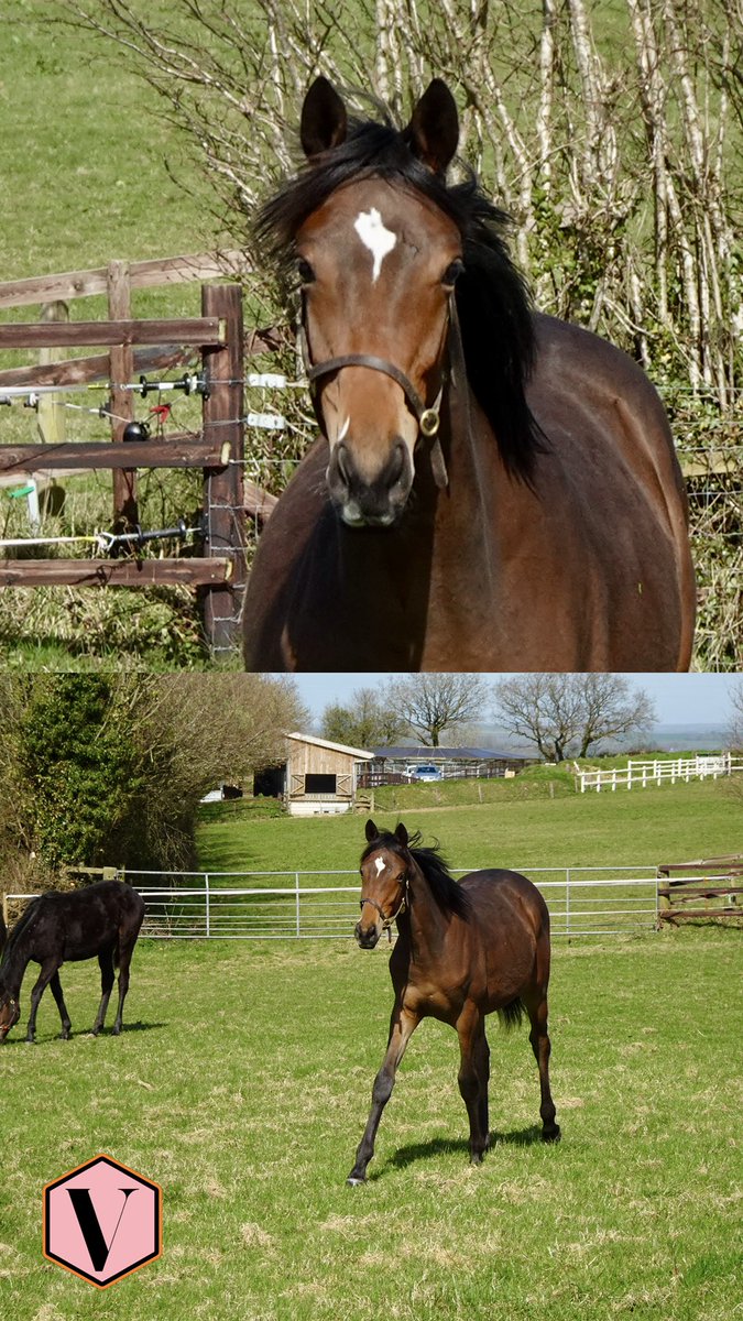 MARQUE D’Or (FR) 

First foal out of 🥇LW, 🥈G2Px2 and🥉G3P DIXON COVE <a href="/PFNicholls/">Paul Nicholls OBE</a> and by <a href="/OverburySires/">Overbury Stallions</a> <a href="/DashStud/">Dash Grange Stud</a> GOLDEN HORN 🏆 x2 CheFes Winners 2025 

Bred by racing owners Anne Underhill &amp; John White ♥️💛❤️ 

#ValentineBloodstock