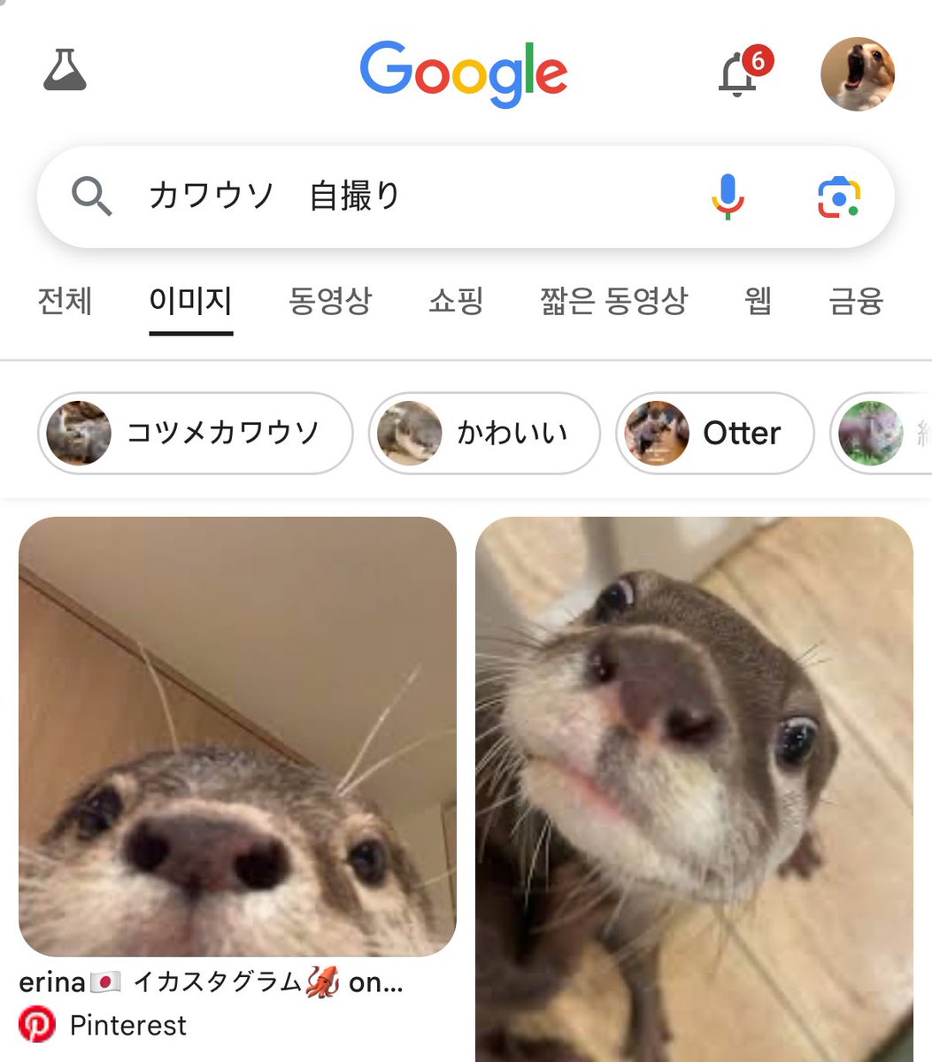 maishiteyu's tweet photo. 이 사진 수달 셀카 치면 1번으로 나오는 사진이야 진짜울음나와 왜자기혼자만우절준비햇어 아 https://t.co/CDYcCGLGLv