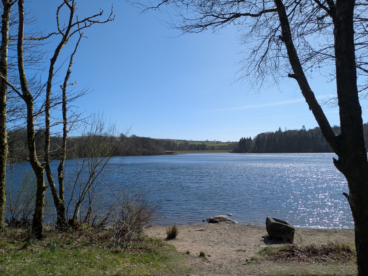Willow Warbler, 2 Blackcap, 25+ Chiffchaff, 14 Teal, Goosander, 2 Marsh Tit &amp; 4+ Brimstone were the best in the Burrator Res area on a beautiful spring day. RL Partridge in paddocks at W3Ws - ///seats.trials.moment was a surprise #birding #ukbirding #birds #BirdsSeenIn2025