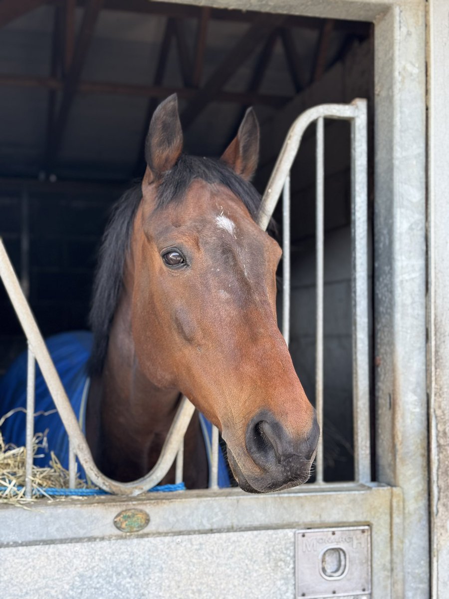 Would like it noted even slightly muddy I remain the handsomest horse ever, obviously. 🍏