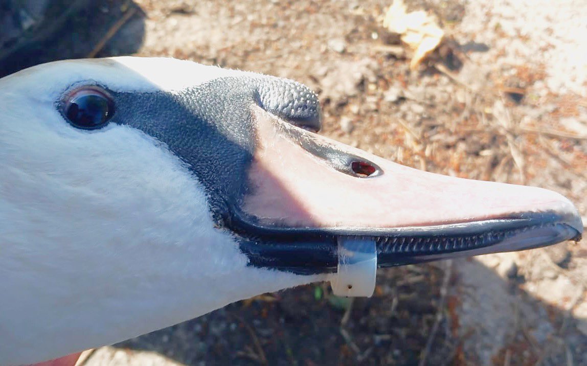 We attended Langold Lake over the weekend, responding to a call about another swan, when our rescuer noticed this swan with a plastic ring caught around its lower beak. The plastic was safely removed, and the bird was able to be returned to the water a short time later.