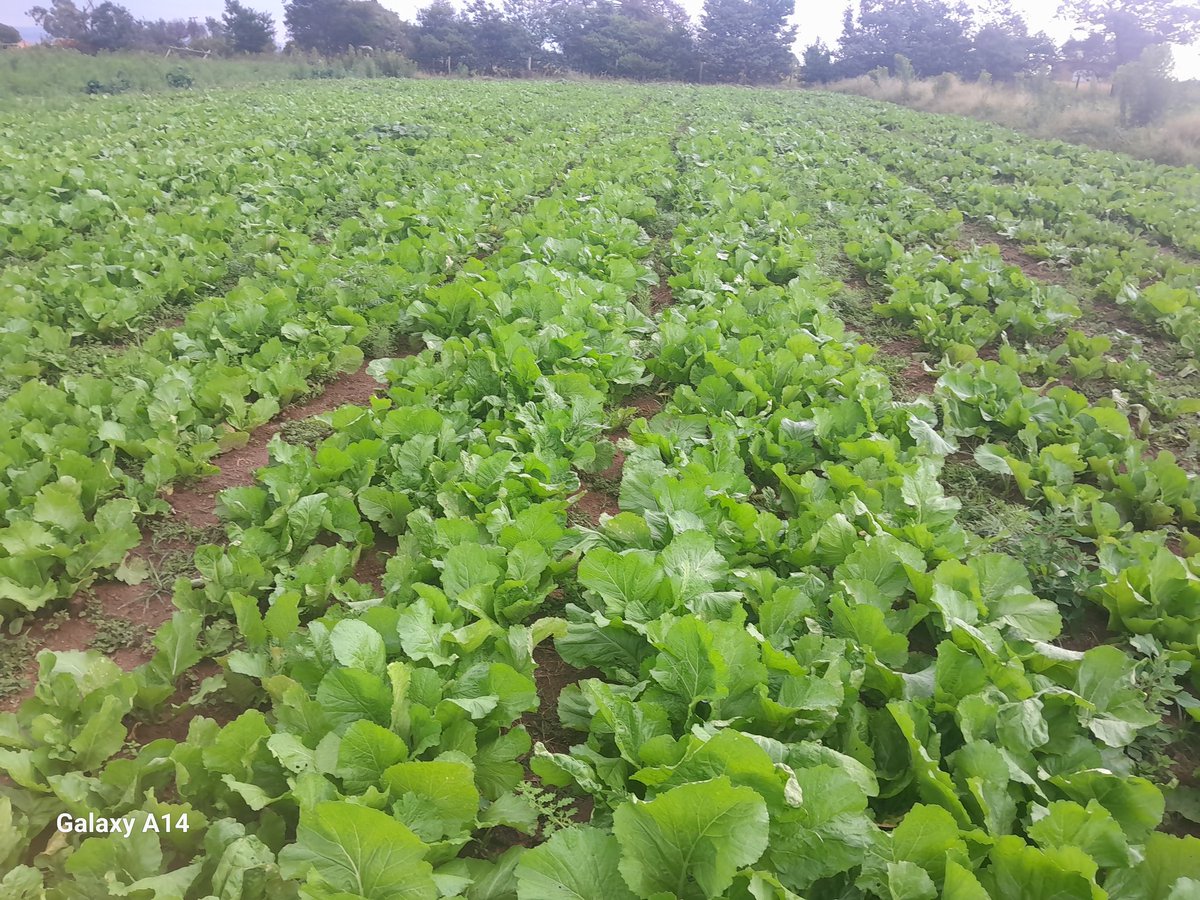 GoompyFresh's tweet image. From our farm to your plate with love.