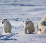 thesongwritingdoctor (@songwritingdoc) on Twitter photo Blwyddyn 3/4GW <a href="/Llan_Prim_Sch/">Llanedeyrn Primary</a> used Songmaker to create music to fit the mood of polar bear cubs - their keywords were 'fun/magical', here are 3 examples of their compositions, enjoy/mwynhewch! musiclab.chromeexperiments.com/Song-Maker/son⦠musiclab.chromeexperiments.com/Song-Maker/son⦠musiclab.chromeexperiments.com/Song-Maker/son⦠#edutwitter Blwyddyn 3/4GW <a href="/Llan_Prim_Sch/">Llanedeyrn Primary</a> used Songmaker to create music to fit the mood of polar bear cubs - their keywords were 'fun/magical', here are 3 examples of their compositions, enjoy/mwynhewch! musiclab.chromeexperiments.com/Song-Maker/son⦠musiclab.chromeexperiments.com/Song-Maker/son⦠musiclab.chromeexperiments.com/Song-Maker/son⦠#edutwitter