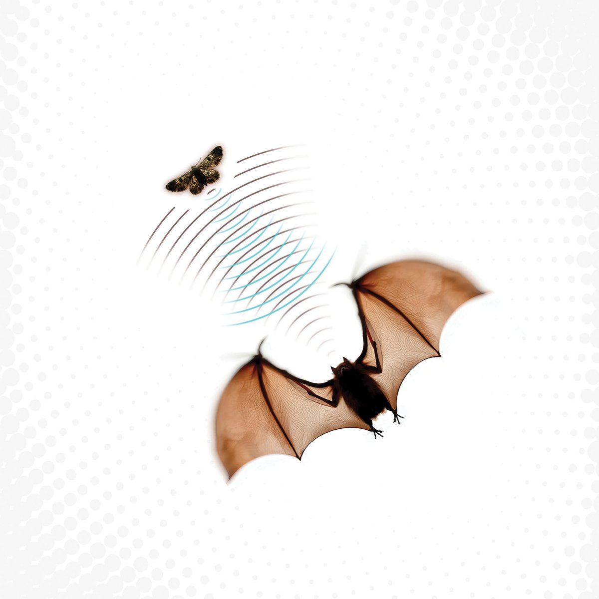 Join me today at 2pm EST for a listening party for my new project, Echolocation 

batsauce.bandcamp.com/merch/batsauce…