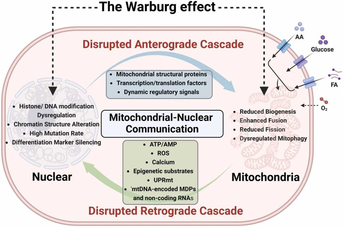 jiang_haowen's tweet photo. Thrilled to share our latest review οΌ
The Warburg effect: The hacked mitochondrial-nuclear communication in ... https://t.co/yIyHelqmJF
#CancerMetabolism #WarburgEffect #Mitochondria #CancerResearch https://t.co/3q1fU78uoe