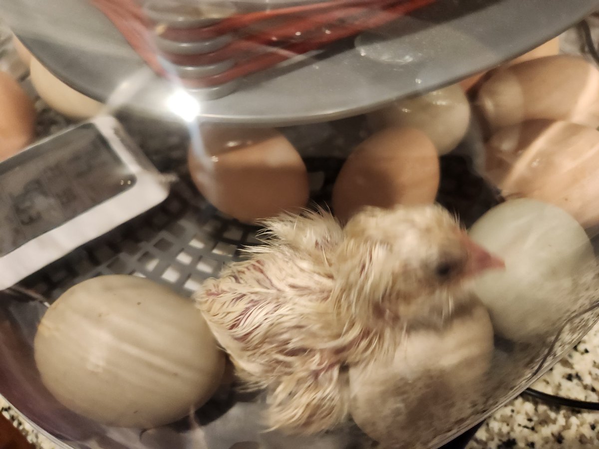 One chick hatched out yesterday &amp; a second overnight. Expecting many more by end of day!