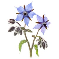 WhiteRabbitInst's tweet photo. Some scholars believe borage may be the “nepenthe” plant mentioned in Homer’s Odyssey, which had forgetfulness-inducing properties.
MORE ABOUT BORAGE: https://t.co/ujV43KjJea
#wrihealing #WRI #whiterabbitinstituteofhealing #TCM #medicinalherbs #culinaryherb #borage #GLA https://t.co/2LrgfCFSXA