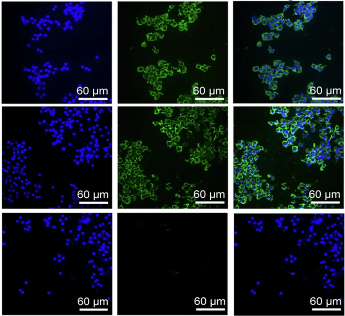 Immunology of Infectious Disease News (@infdisease_news) on Twitter photo Researchers designed a chikungunya virus (CHIKV) mRNA vaccine that could be a candidate for clinical use against CHIKV. ๐
๐ Find out more in <a href="/sigtrans_sttt/">Signal Transduction and Targeted Therapy(STTT)</a>: go.nature.com/4l2uZJD Researchers designed a chikungunya virus (CHIKV) mRNA vaccine that could be a candidate for clinical use against CHIKV. ๐
๐ Find out more in <a href="/sigtrans_sttt/">Signal Transduction and Targeted Therapy(STTT)</a>: go.nature.com/4l2uZJD