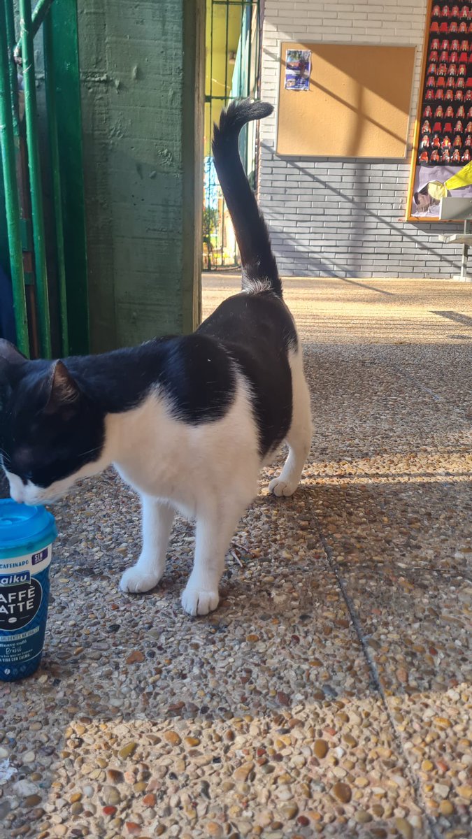 Ha aparecido esta gatuca por el Colegio Manuel Llano, de Santander. Cuidada y muy sociable. ¿Sabéis si alguien la está buscando?