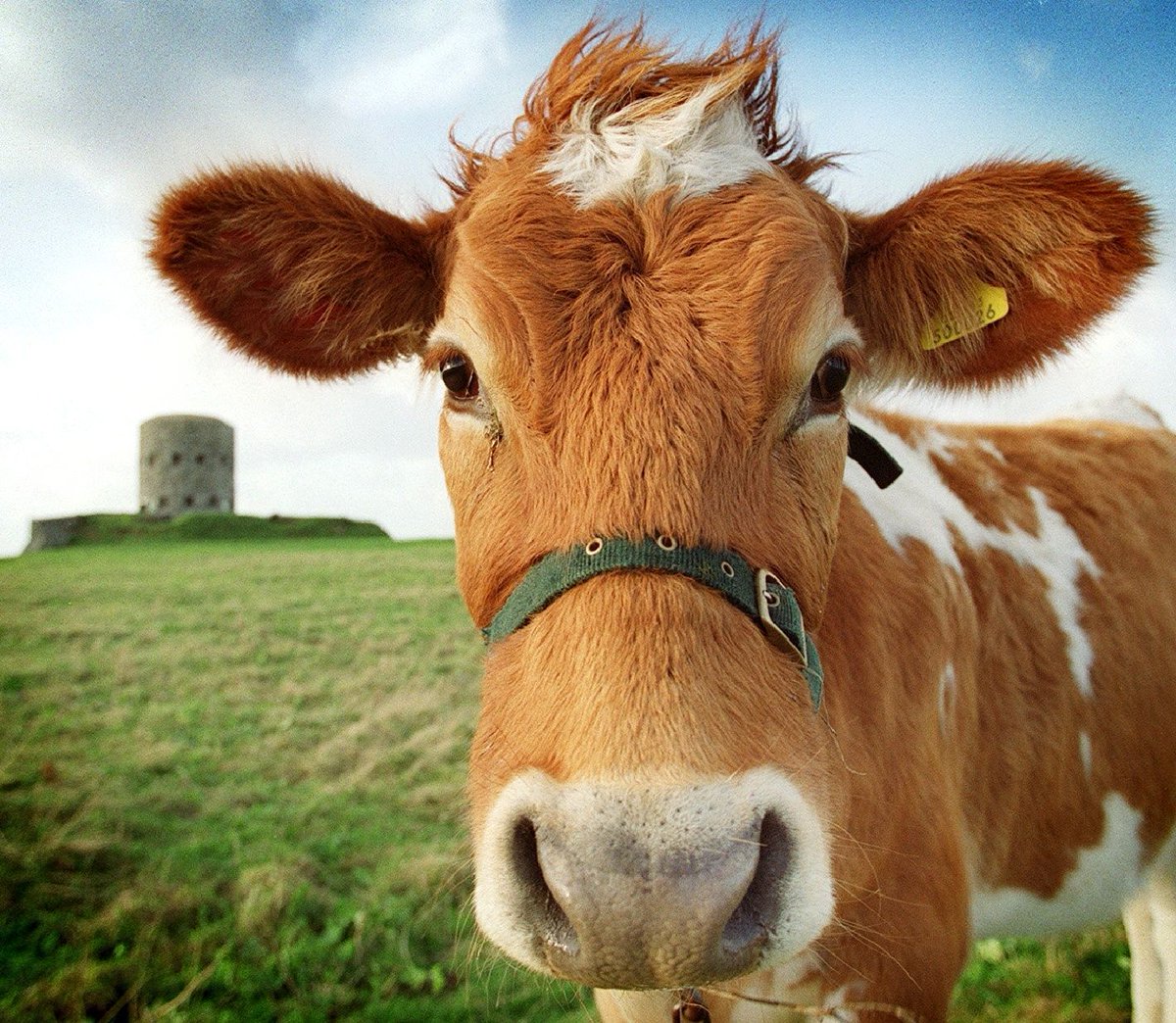 #Guernsey's #dairy sector featured bright and early this morning on BBC Radio 4: bbc.co.uk/sounds/play/m0… The States overwhelmingly backed our proposals to support the island's dairy sector and the future of our iconic breed, one of Guernsey's best international ambassadors.