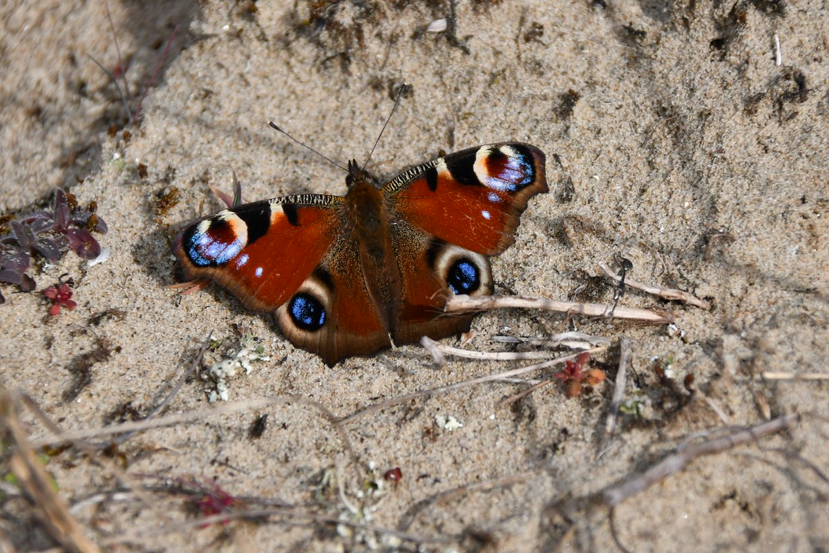 De dagpauwoog is terug in het duin! 🦋 Met z’n roodbruine vleugels en opvallende oogvlekken schrikt hij roofdieren af. Deze vroege vlinder overwintert als volwassene en laat zich nu zien op zonnige plekjes in het duin. ☀️ #dagpauwoog #dunea ##lenteinhetduin