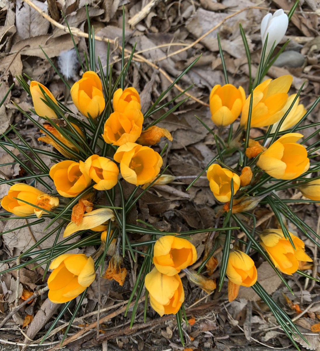 🌼 Mondays aren’t so bad when you are greeted by flowers on your way to work!

#springtimeisthebesttime