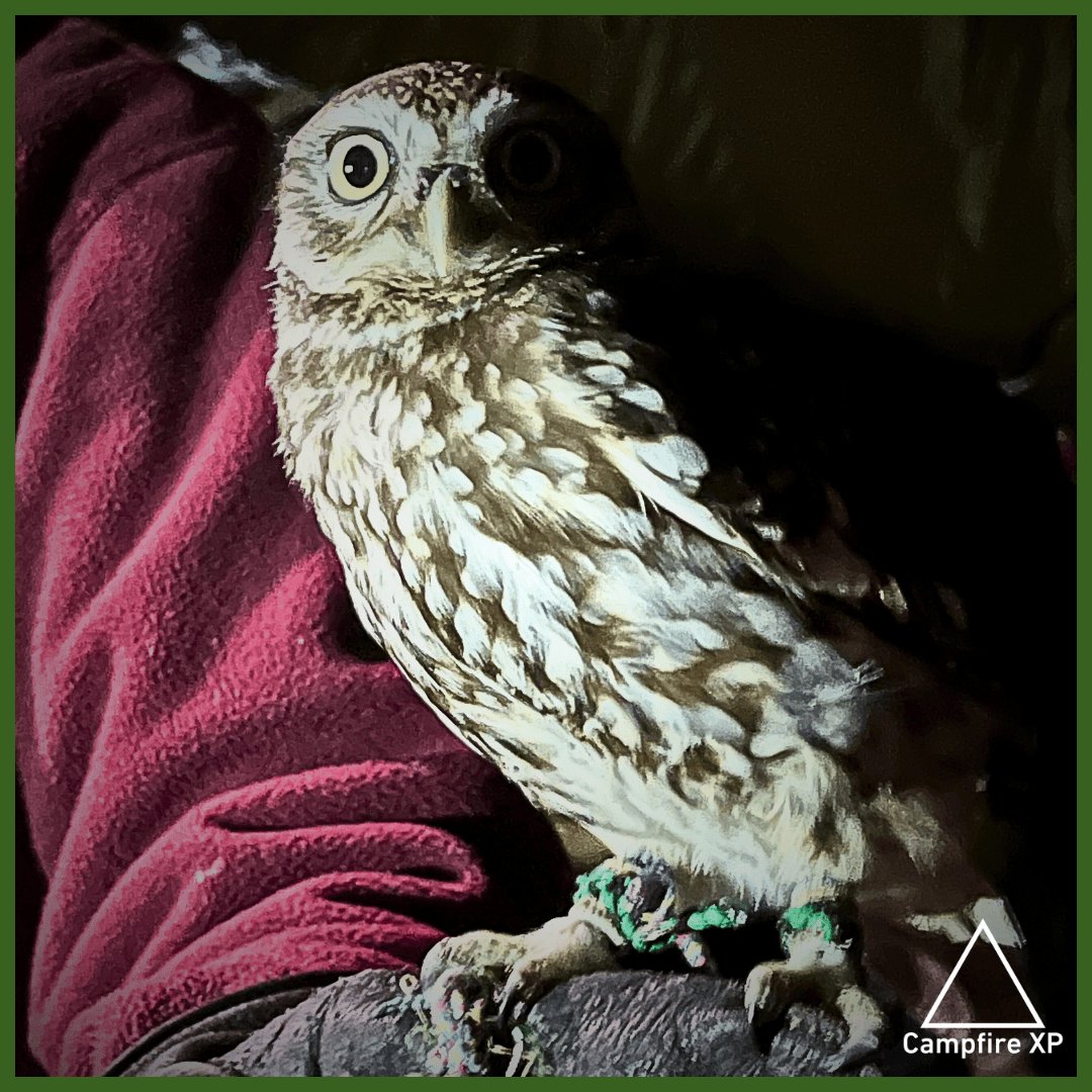 campfire_xp's tweet image. Guests in March enjoyed an enchanting evening with Wren's Birds of Prey's Jenny & her owls, learning about species, habitats & conservation. Cakes from our new supplier @cotswoldbaking went down a treat. £120 was donated to Chrissie's Owls rescue! Thanks for your support 🦉✨️