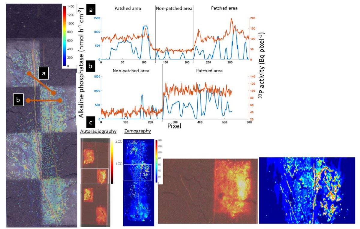 Michaela A. Dippold (@michaeladippold) on Twitter photo The power of co-imaging reveales how patchy nutrient distribution challenges life: increasing heterogeneity decreases the ability of trees to mobilize & take up necromass-derived P from forest soils: <a href="/loeppmann/">Sebastian Loeppmann</a>, <a href="/i_spielvogel/">Sandra I. Spielvogel</a>, <a href="/MS22039198/">Marius Schmitt</a>, <a href="/KlausJarosch/">Klaus Jarosch</a>: doi.org/10.1016/j.soil… The power of co-imaging reveales how patchy nutrient distribution challenges life: increasing heterogeneity decreases the ability of trees to mobilize & take up necromass-derived P from forest soils: <a href="/loeppmann/">Sebastian Loeppmann</a>, <a href="/i_spielvogel/">Sandra I. Spielvogel</a>, <a href="/MS22039198/">Marius Schmitt</a>, <a href="/KlausJarosch/">Klaus Jarosch</a>: doi.org/10.1016/j.soil…