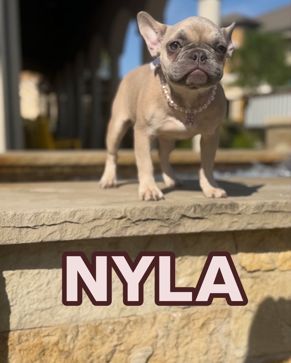 Only1Quan's tweet photo. NYLA the Princess https://t.co/xgFF1HAG1e