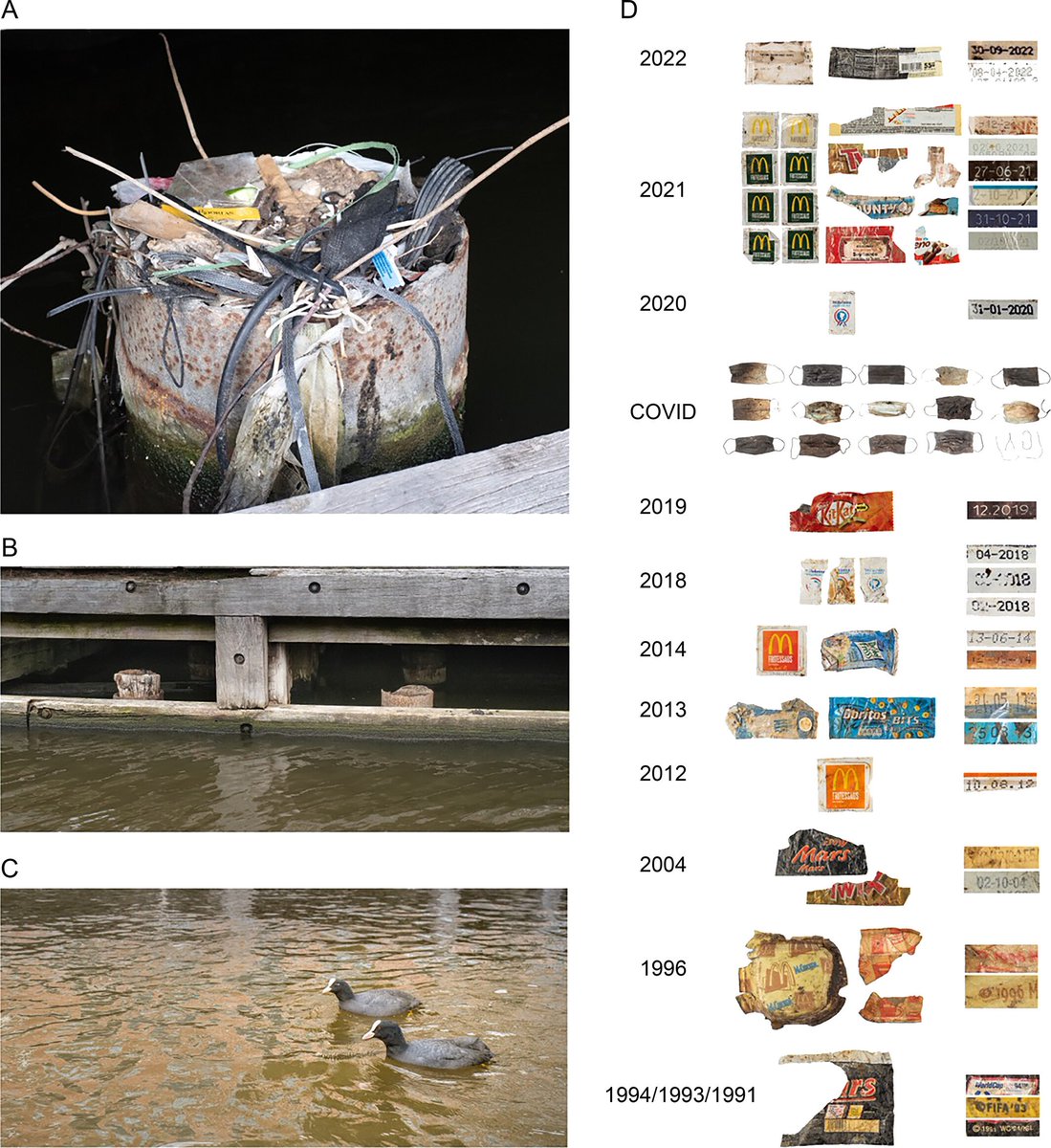 人新世を記録する鳥の巣
esajournals.onlinelibrary.wiley.com/doi/full/10.10… 
オランダのオオバンの巣を収集して解体して考古学的に分析すると食品パッケージなどのプラごみが地層状に重なり技術化石（technofossils）になっている
（フェイスマスク層がコロナ禍を地質学的に記録してる）