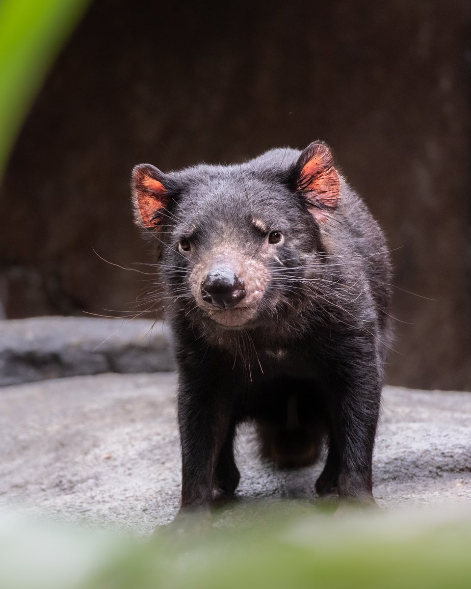 AustraliaZoo's tweet photo. Happy International Tasmanian Devil Day! 💚 With their endangered status, protecting these incredible creatures has never been more important. Visit us at Australia Zoo to see them up close and help support their conservation! #InternationalTasmanianDevilDay #ITDD https://t.co/ffhcDQEJGz