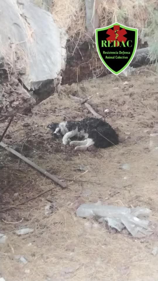 MAÑANA #1ABRIL PROTESTA POR #JusticiaparaMantecado Negaron revisar cámaras para ver culpables de la tortura y asesinato. Exigimos a <a href="/ArturoReyesS_/">Arturo Reyes Sandoval</a> <a href="/IPN_MX/">IPN</a>  <a href="/CECyT10_Oficial/">CECyT10 Oficial</a> ALTO AL maltrato animal apoyado x secretismo y complicidad institucional!  <a href="/yosoyjaqui/">Jaqueline</a> <a href="/Congreso_CdMex/">Congreso de la Ciudad de México</a>