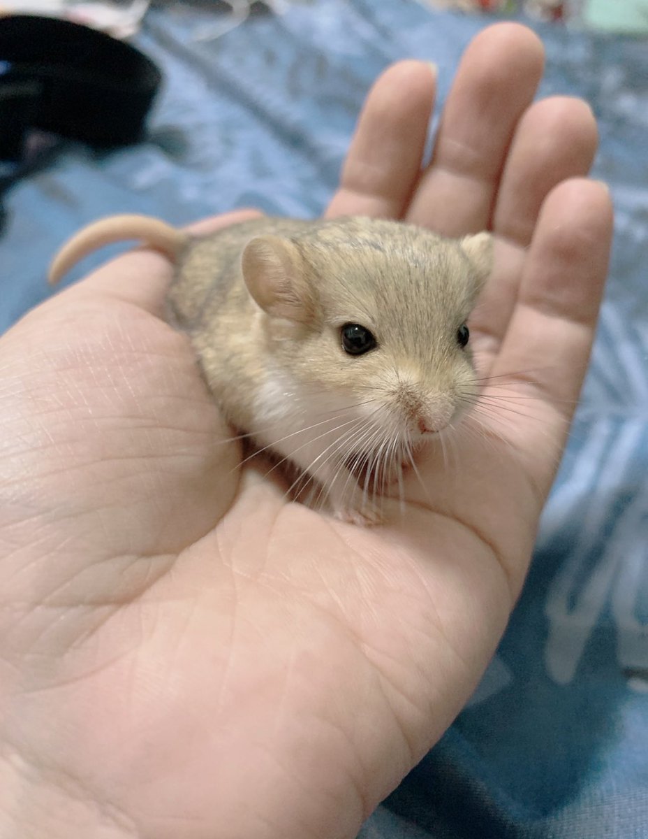 最近應該會沒什麼力氣更新照片影片

跟大家說個抱歉啦

活潑親人的寶貝女鵝回鼠星當小天使了

需要點時間調適😔

這是她到家第一天的照片